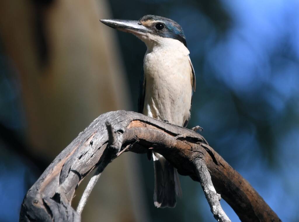 Sacred Kingfisher (Todiramphus sanctus), Alice Springs Sewage Ponds NT © Dorothy Latimer