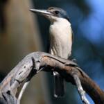 Sacred Kingfisher (Todiramphus sanctus), Jesse Gap Alice Springs NT © Dorothy Latimer