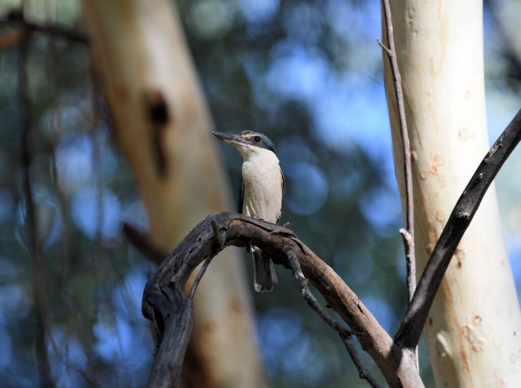 Sacred Kingfisher (Todiramphus sanctus), Alice Springs Sewage Ponds NT © Dorothy Latimer