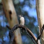 Sacred Kingfisher (Todiramphus sanctus), Jesse Gap Alice Springs NT © Dorothy Latimer