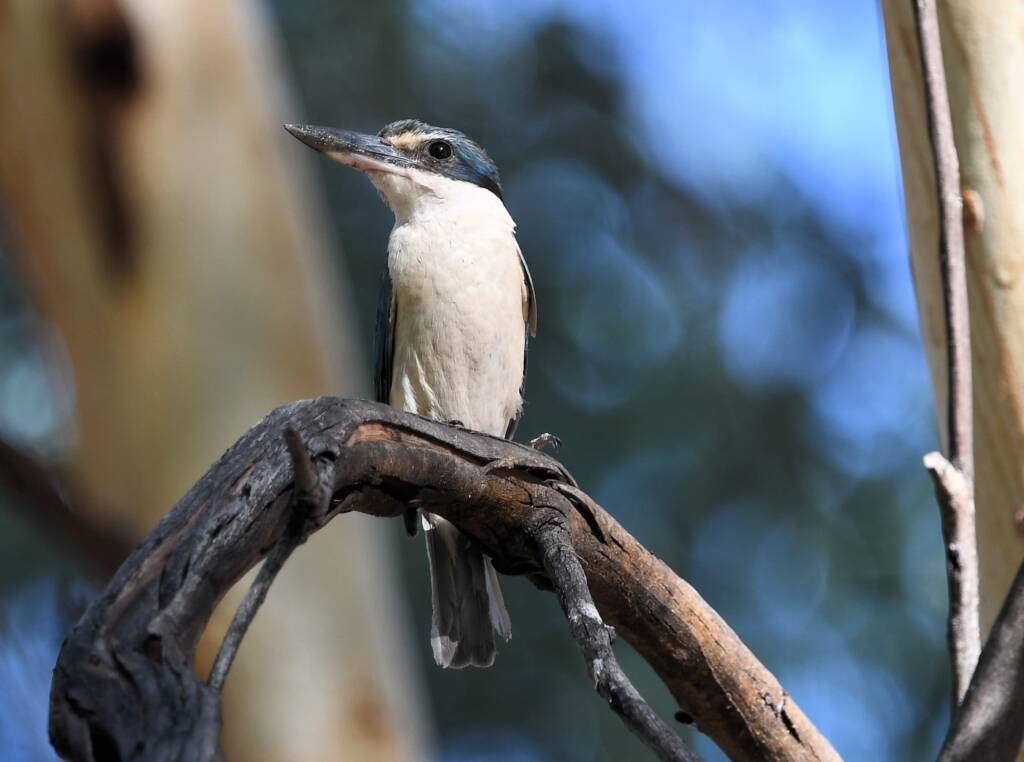 Sacred Kingfisher (Todiramphus sanctus), Alice Springs Sewage Ponds NT © Dorothy Latimer