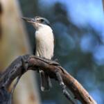 Sacred Kingfisher (Todiramphus sanctus), Jesse Gap Alice Springs NT © Dorothy Latimer
