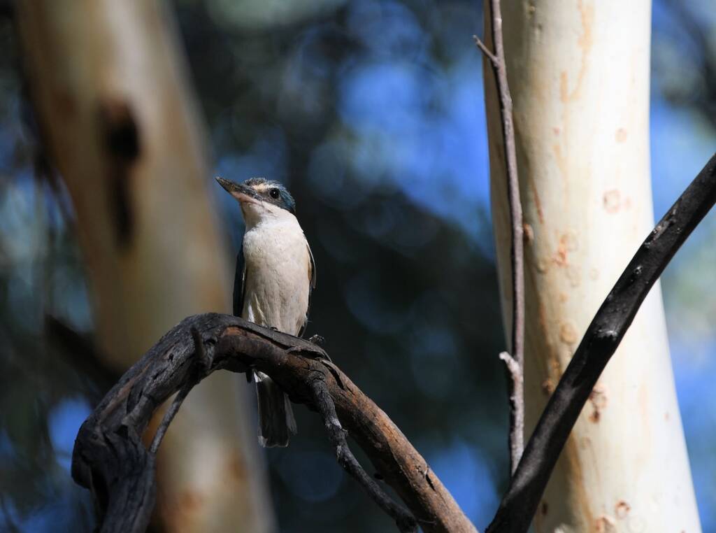 Sacred Kingfisher (Todiramphus sanctus), Alice Springs Sewage Ponds NT © Dorothy Latimer