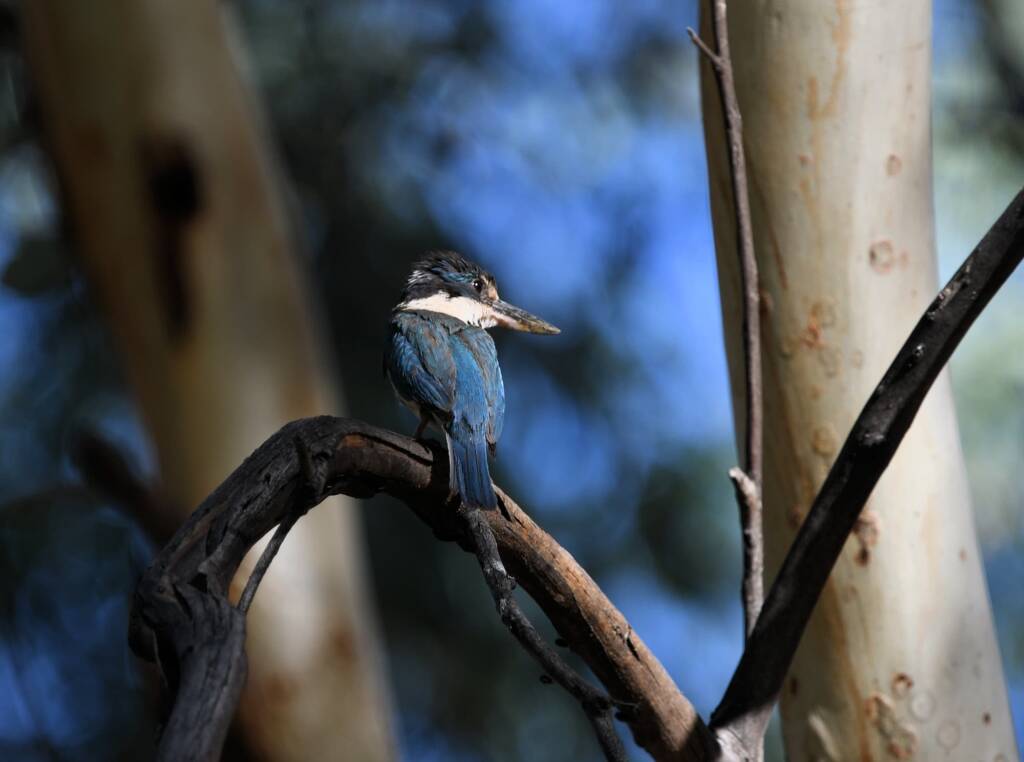 Sacred Kingfisher (Todiramphus sanctus), Alice Springs Sewage Ponds NT © Dorothy Latimer