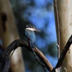 Sacred Kingfisher (Todiramphus sanctus), Jesse Gap Alice Springs NT © Dorothy Latimer