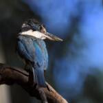 Sacred Kingfisher (Todiramphus sanctus), Jesse Gap Alice Springs NT © Dorothy Latimer