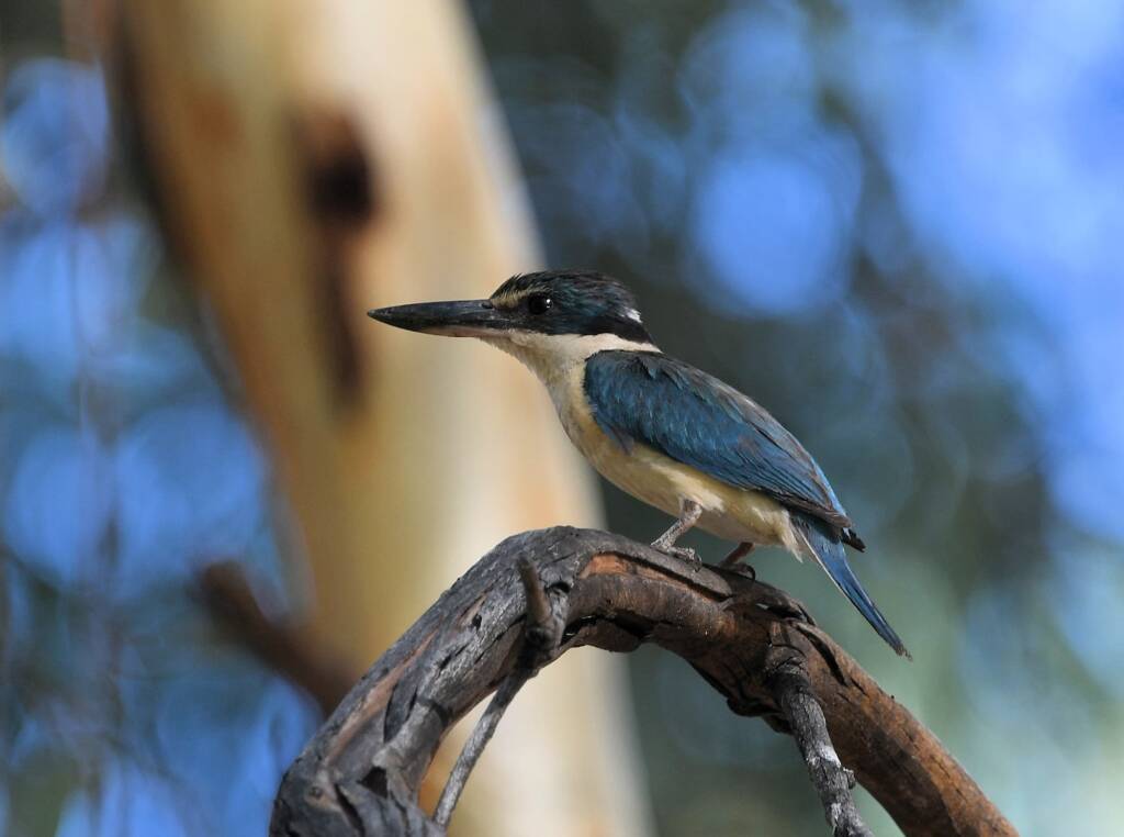 Sacred Kingfisher (Todiramphus sanctus), Alice Springs Sewage Ponds NT © Dorothy Latimer