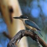 Sacred Kingfisher (Todiramphus sanctus), Jesse Gap Alice Springs NT © Dorothy Latimer