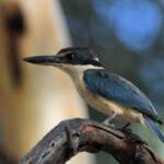 Sacred Kingfisher (Todiramphus sanctus), Jesse Gap Alice Springs NT © Dorothy Latimer