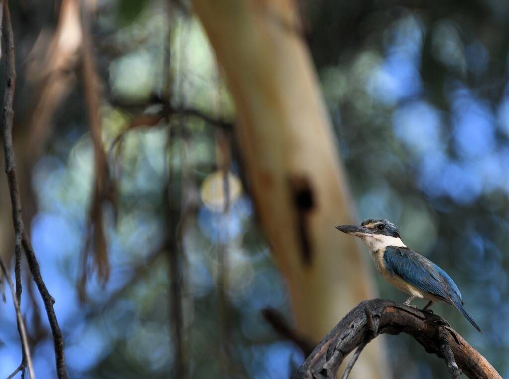 Sacred Kingfisher (Todiramphus sanctus), Alice Springs Sewage Ponds NT © Dorothy Latimer