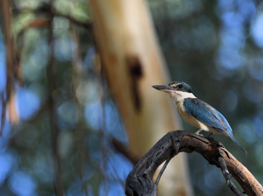 Sacred Kingfisher (Todiramphus sanctus), Alice Springs Sewage Ponds NT © Dorothy Latimer