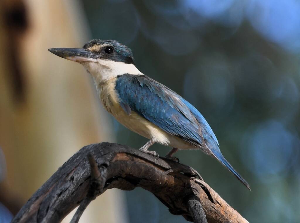 Sacred Kingfisher (Todiramphus sanctus), Alice Springs Sewage Ponds NT © Dorothy Latimer