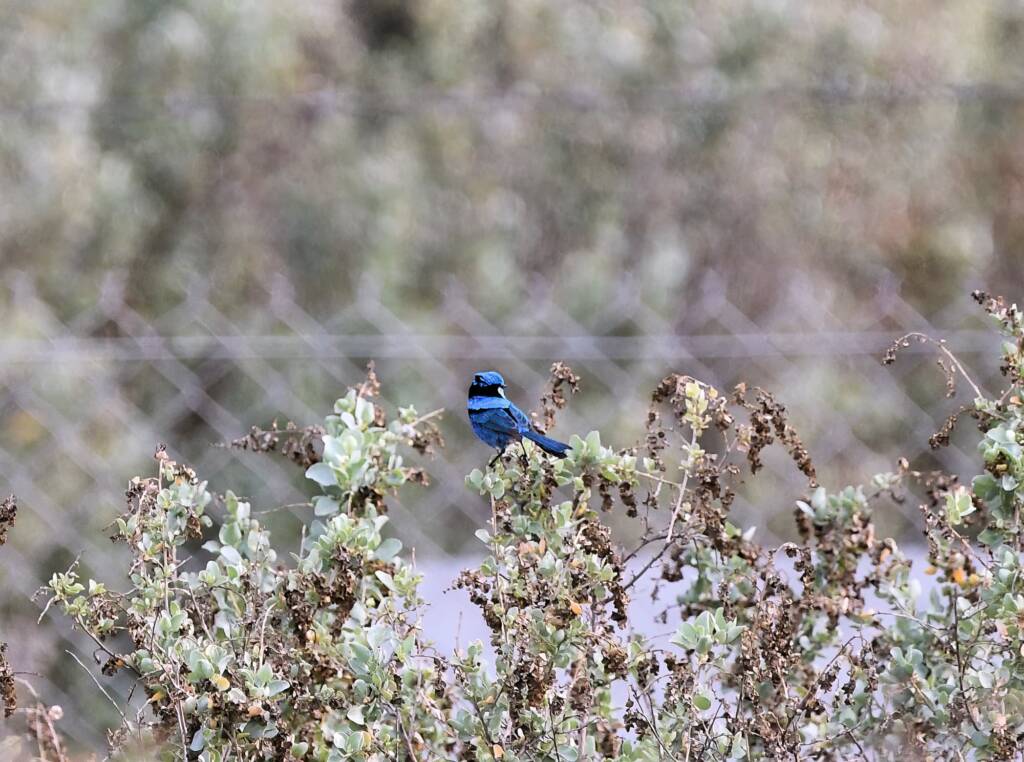 Splendid Fairy-wren (Malurus splendens), Alice Springs Sewage Ponds © Dorothy Latimer