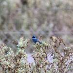 Splendid Fairy-wren (Malurus splendens), Alice Springs Sewage Ponds © Dorothy Latimer