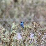Splendid Fairy-wren (Malurus splendens), Alice Springs Sewage Ponds © Dorothy Latimer
