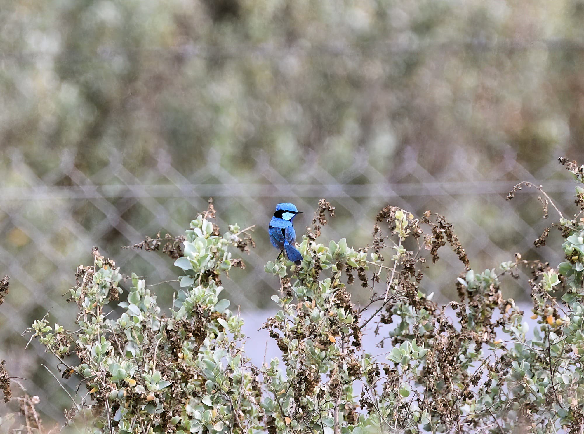 Splendid Fairy-wren (Malurus splendens), Alice Springs Sewage Ponds © Dorothy Latimer