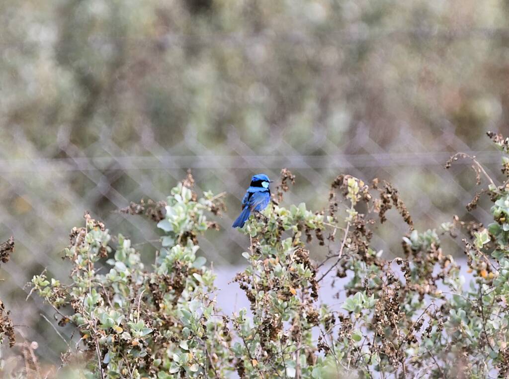 Splendid Fairy-wren (Malurus splendens), Alice Springs Sewage Ponds © Dorothy Latimer