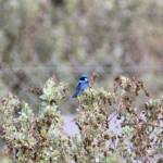 Splendid Fairy-wren (Malurus splendens), Alice Springs Sewage Ponds © Dorothy Latimer