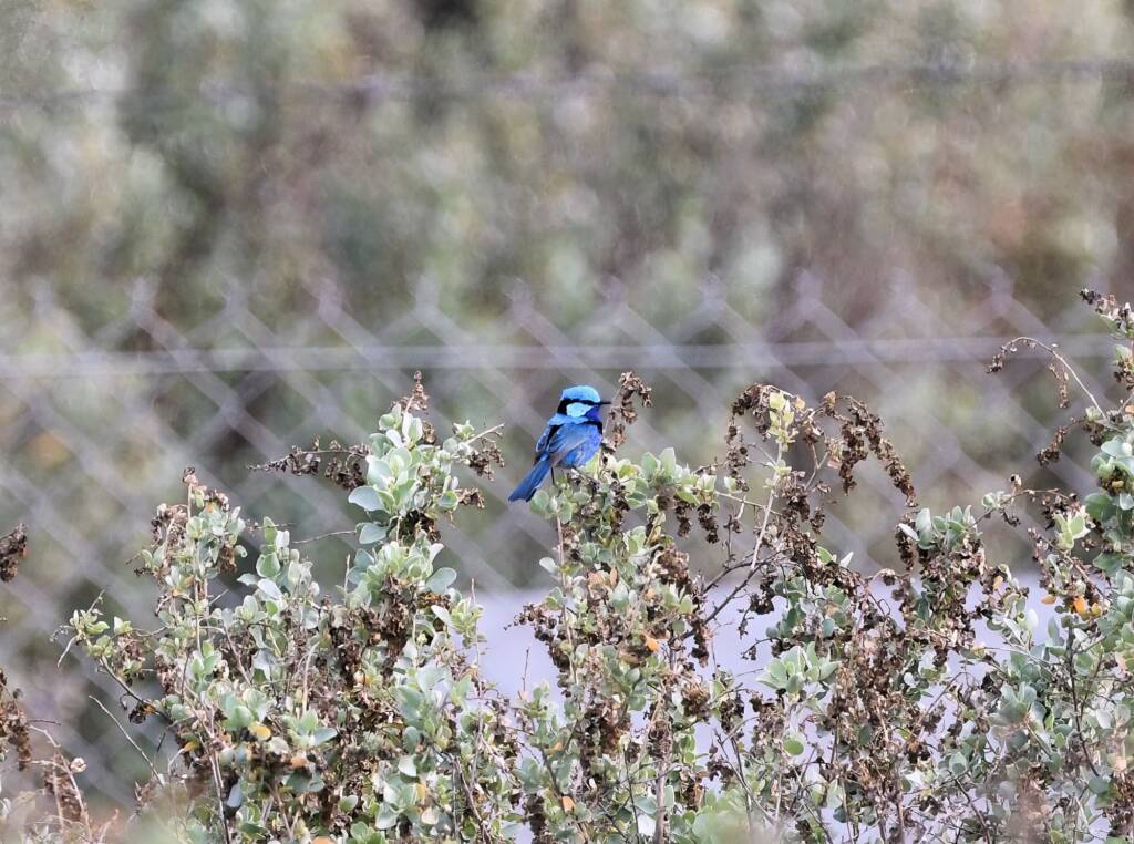 Splendid Fairy-wren (Malurus splendens), Alice Springs Sewage Ponds © Dorothy Latimer