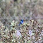 Splendid Fairy-wren (Malurus splendens), Alice Springs Sewage Ponds © Dorothy Latimer
