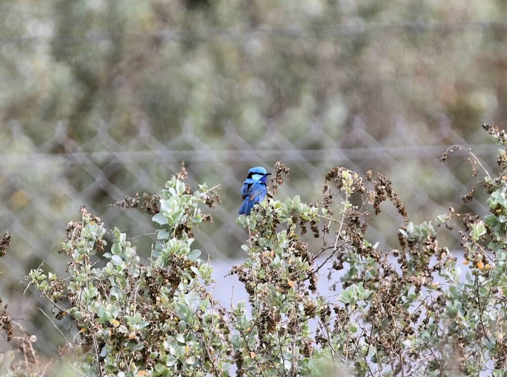 Splendid Fairy-wren (Malurus splendens), Alice Springs Sewage Ponds © Dorothy Latimer