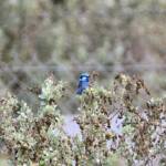 Splendid Fairy-wren (Malurus splendens), Alice Springs Sewage Ponds © Dorothy Latimer