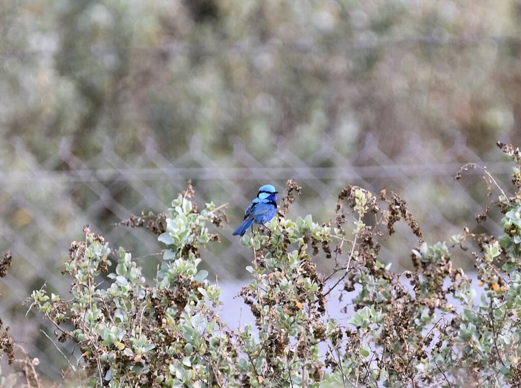 Splendid Fairy-wren (Malurus splendens), Alice Springs Sewage Ponds © Dorothy Latimer