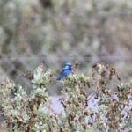 Splendid Fairy-wren (Malurus splendens), Alice Springs Sewage Ponds © Dorothy Latimer