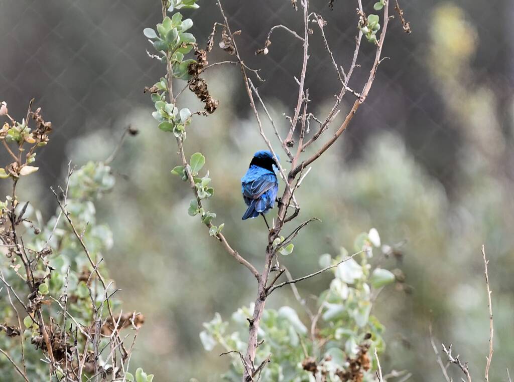 Splendid Fairy-wren (Malurus splendens), Alice Springs Sewage Ponds © Dorothy Latimer