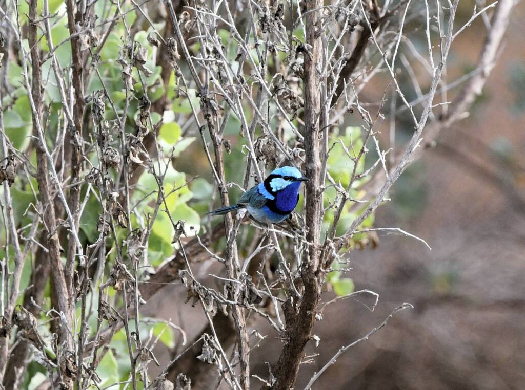 Splendid Fairywren (Malurus splendens), Alice Springs Sewage Ponds, NT © Dorothy Latimer