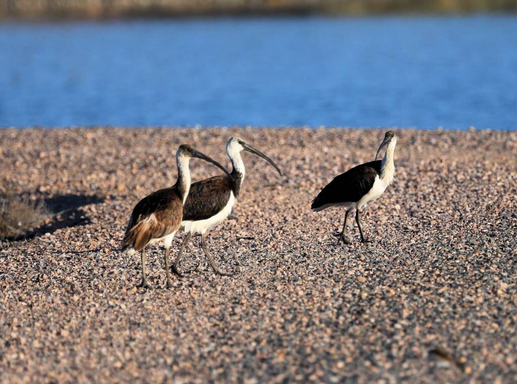 Straw-necked Ibis (Threskiornis spinicollis), Alice Springs Sewage Ponds, NT © Dorothy Latimer
