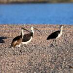 Straw-necked Ibis (Threskiornis spinicollis), Alice Springs Sewage Ponds, NT © Dorothy Latimer