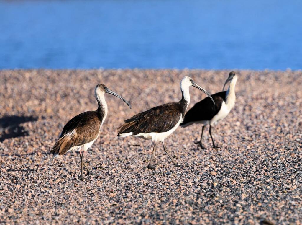 Straw-necked Ibis (Threskiornis spinicollis), Alice Springs Sewage Ponds, NT © Dorothy Latimer