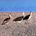 Straw-necked Ibis (Threskiornis spinicollis), Alice Springs Sewage Ponds, NT © Dorothy Latimer