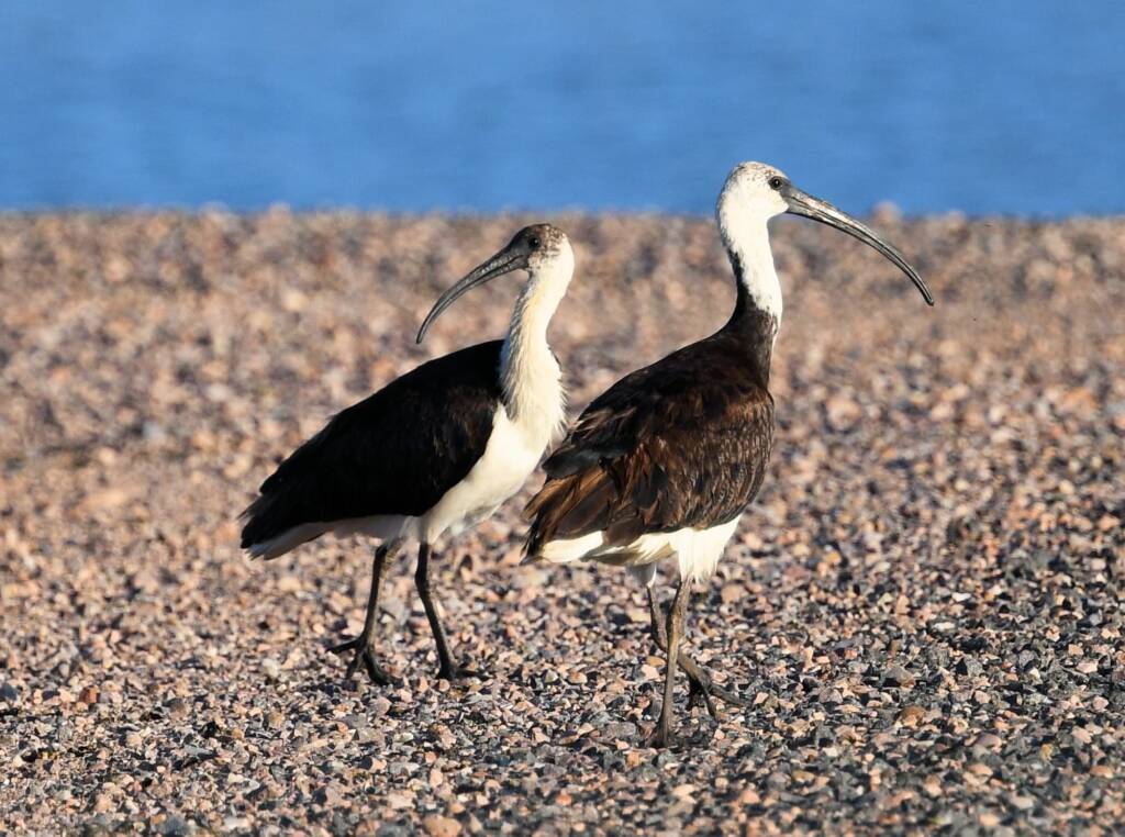 Straw-necked Ibis (Threskiornis spinicollis), Alice Springs Sewage Ponds, NT © Dorothy Latimer