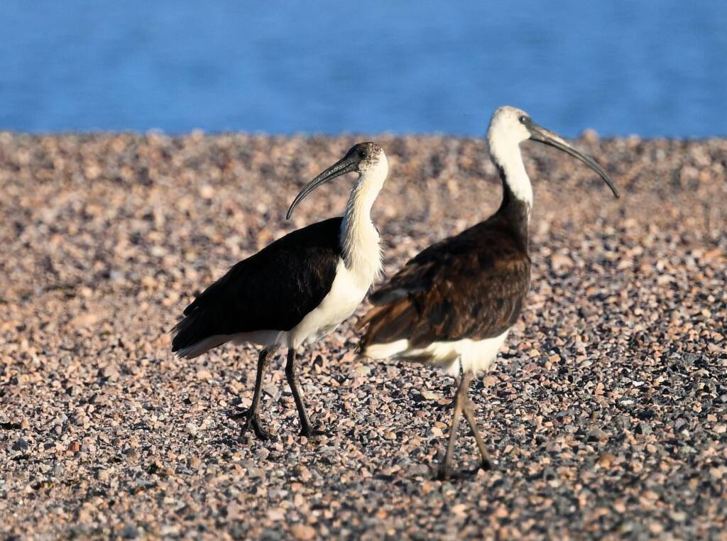 Straw-necked Ibis (Threskiornis spinicollis), Alice Springs Sewage Ponds, NT © Dorothy Latimer