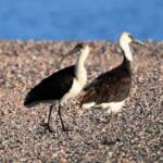 Straw-necked Ibis (Threskiornis spinicollis), Alice Springs Sewage Ponds, NT © Dorothy Latimer