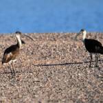 Straw-necked Ibis (Threskiornis spinicollis), Alice Springs Sewage Ponds, NT © Dorothy Latimer