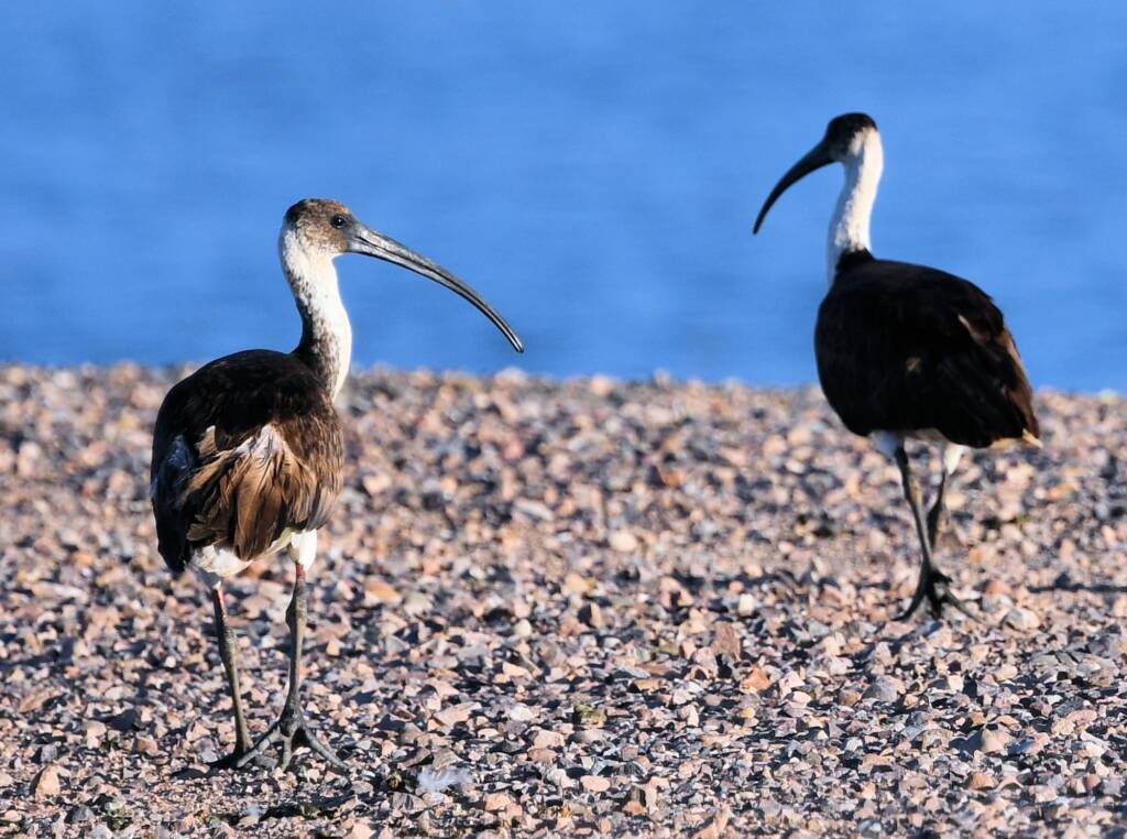 Straw-necked Ibis (Threskiornis spinicollis), Alice Springs Sewage Ponds, NT © Dorothy Latimer