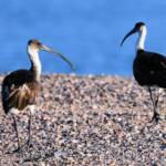 Straw-necked Ibis (Threskiornis spinicollis), Alice Springs Sewage Ponds, NT © Dorothy Latimer