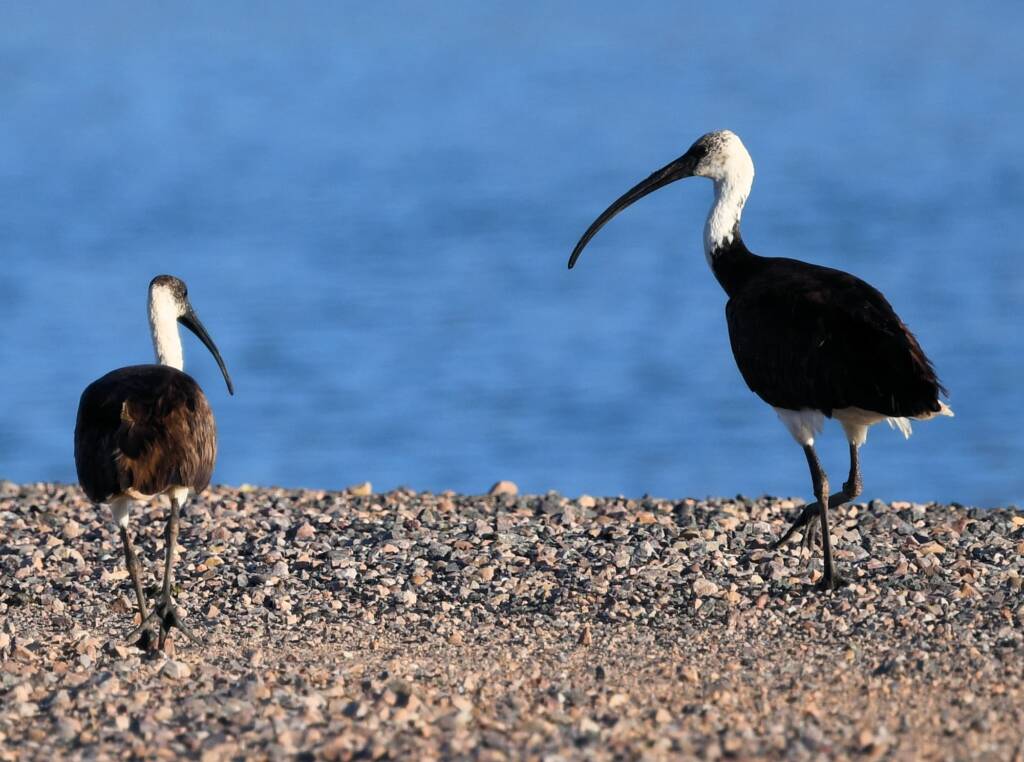 Straw-necked Ibis (Threskiornis spinicollis), Alice Springs Sewage Ponds, NT © Dorothy Latimer