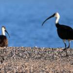 Straw-necked Ibis (Threskiornis spinicollis), Alice Springs Sewage Ponds, NT © Dorothy Latimer