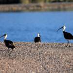 Straw-necked Ibis (Threskiornis spinicollis), Alice Springs Sewage Ponds, NT © Dorothy Latimer
