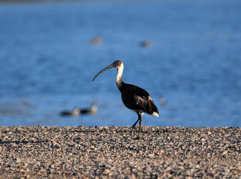 Straw-necked Ibis (Threskiornis spinicollis), Alice Springs Sewage Ponds, NT © Dorothy Latimer
