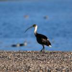 Straw-necked Ibis (Threskiornis spinicollis), Alice Springs Sewage Ponds, NT © Dorothy Latimer