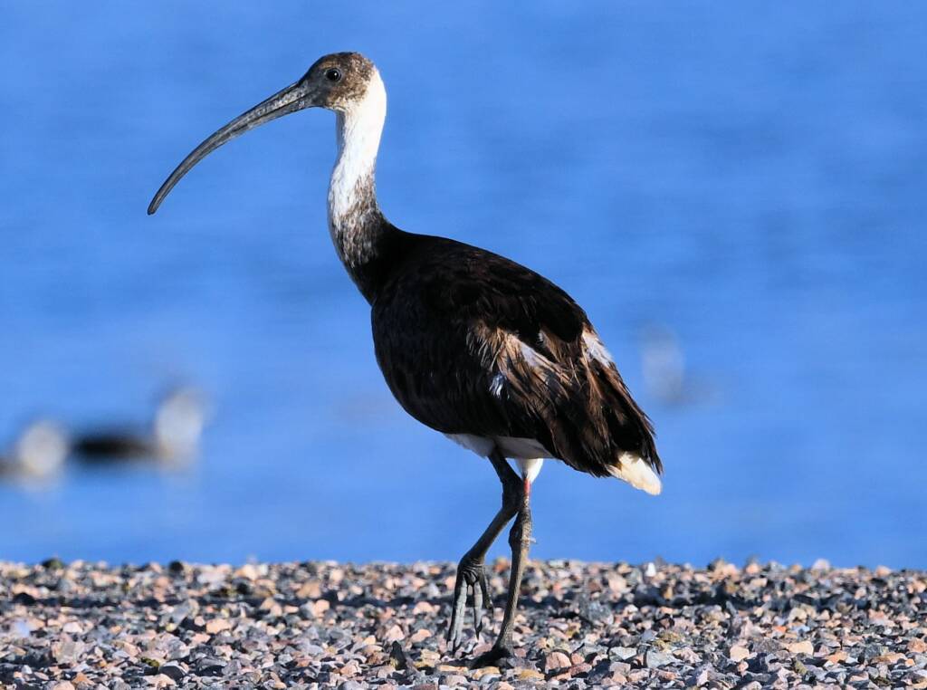 Straw-necked Ibis (Threskiornis spinicollis), Alice Springs Sewage Ponds, NT © Dorothy Latimer