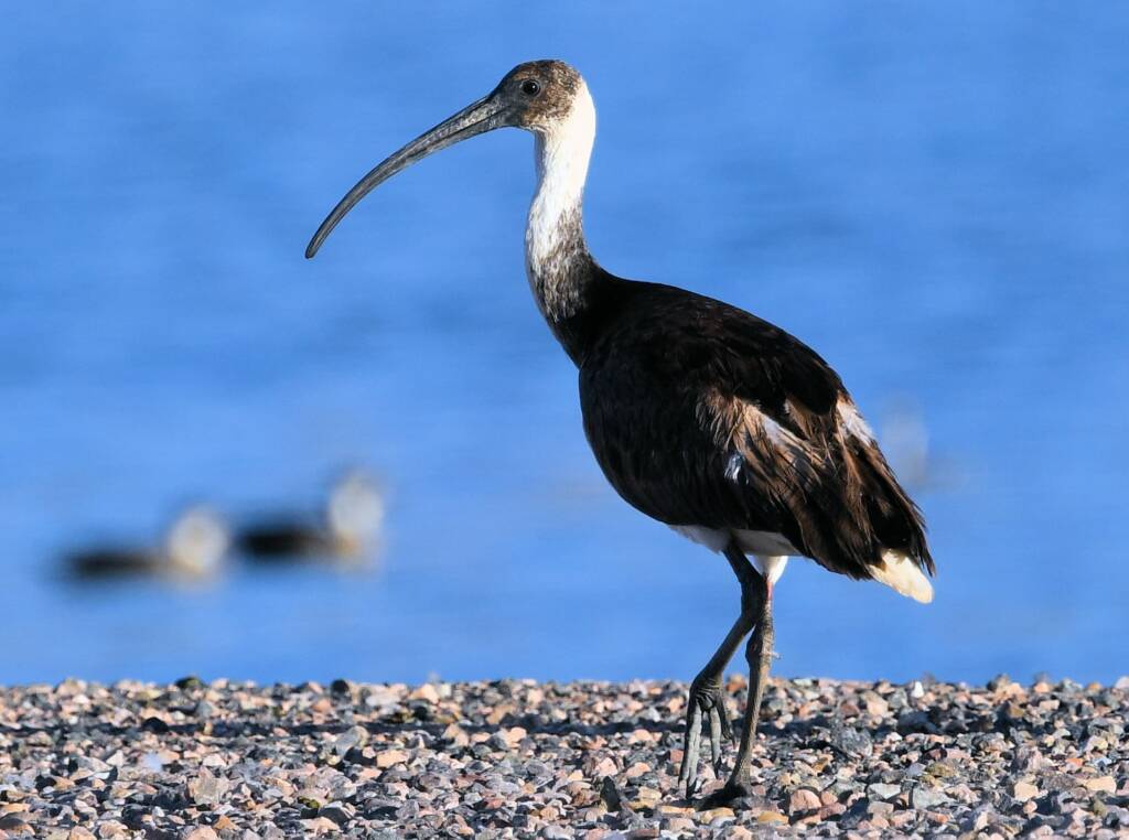 Straw-necked Ibis (Threskiornis spinicollis), Alice Springs Sewage Ponds, NT © Dorothy Latimer