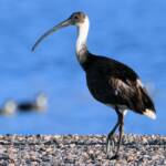Straw-necked Ibis (Threskiornis spinicollis), Alice Springs Sewage Ponds, NT © Dorothy Latimer