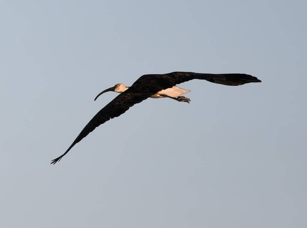 Straw-necked Ibis (Threskiornis spinicollis), Alice Springs Sewage Ponds, NT © Dorothy Latimer