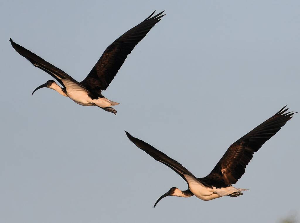 Straw-necked Ibis (Threskiornis spinicollis), Alice Springs Sewage Ponds, NT © Dorothy Latimer